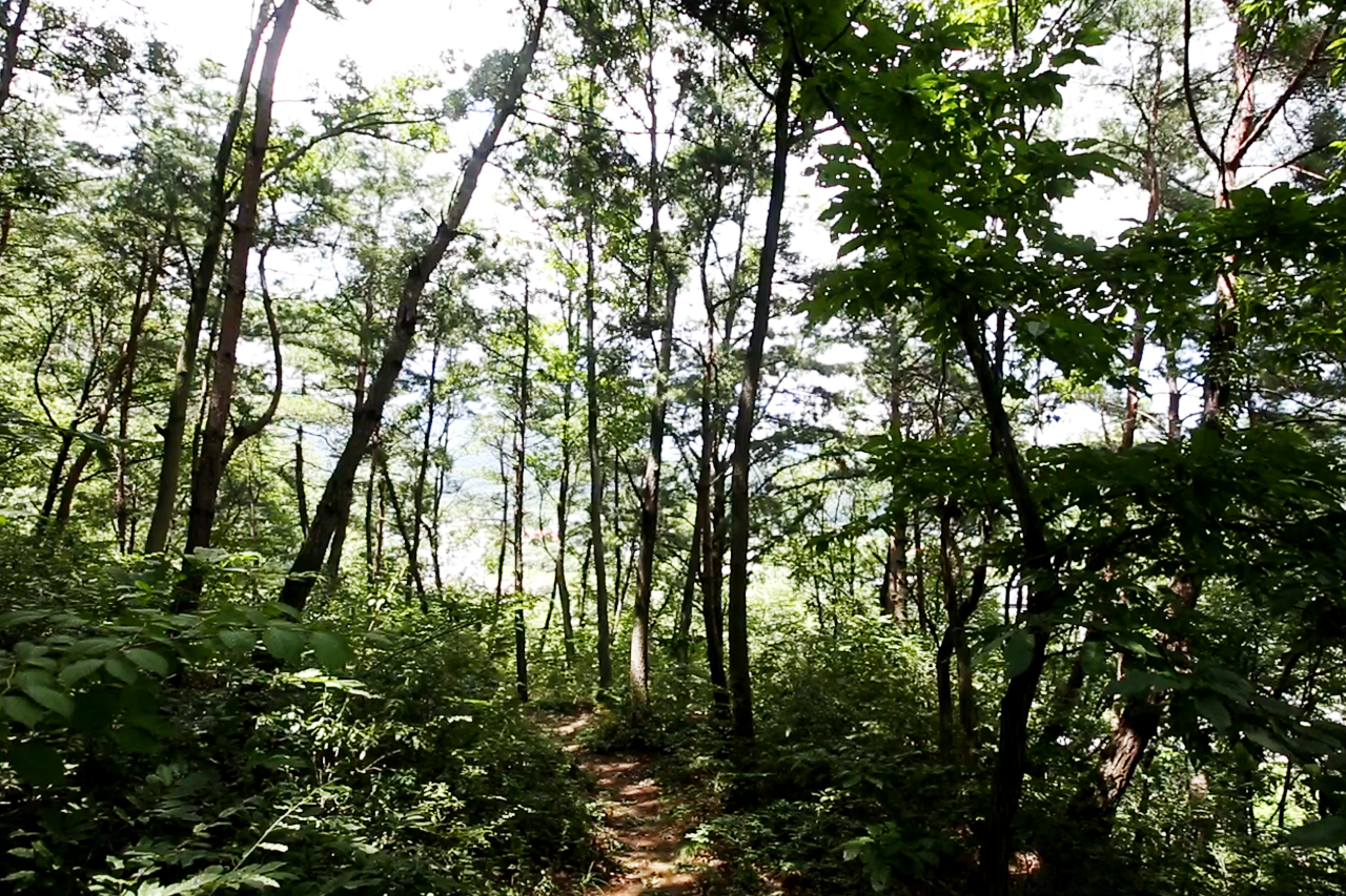 등산로(산림욕)